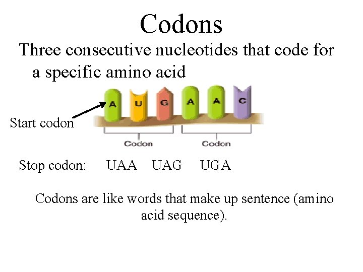 Codons Three consecutive nucleotides that code for a specific amino acid Start codon Stop