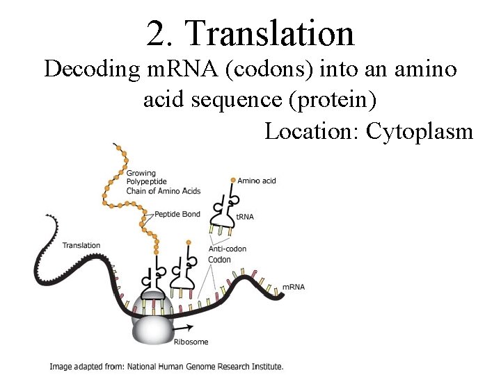 2. Translation Decoding m. RNA (codons) into an amino acid sequence (protein) Location: Cytoplasm