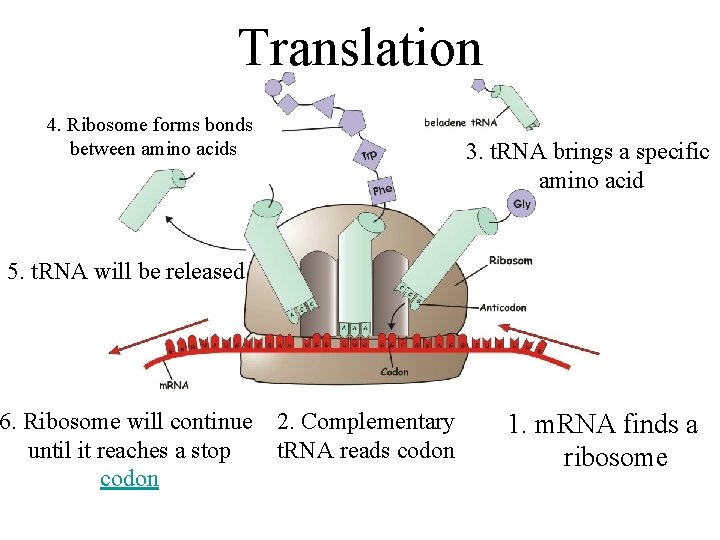 Translation 4. Ribosome forms bonds between amino acids 3. t. RNA brings a specific