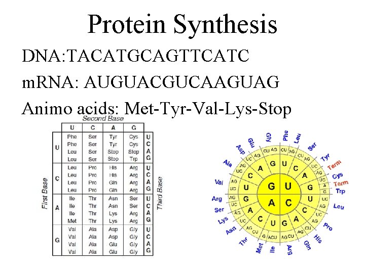 Protein Synthesis DNA: TACATGCAGTTCATC m. RNA: AUGUACGUCAAGUAG Animo acids: Met-Tyr-Val-Lys-Stop 