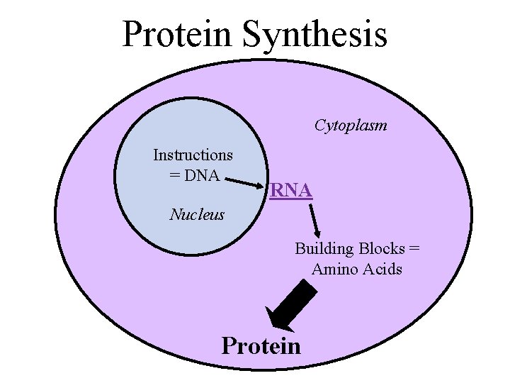 Protein Synthesis Cytoplasm Instructions = DNA RNA Nucleus Building Blocks = Amino Acids Protein