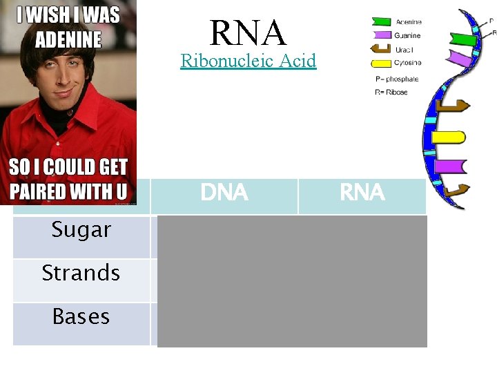 RNA Ribonucleic Acid DNA RNA Sugar Deoxyribose Ribose Strands Double Single Bases Thymine Uracil