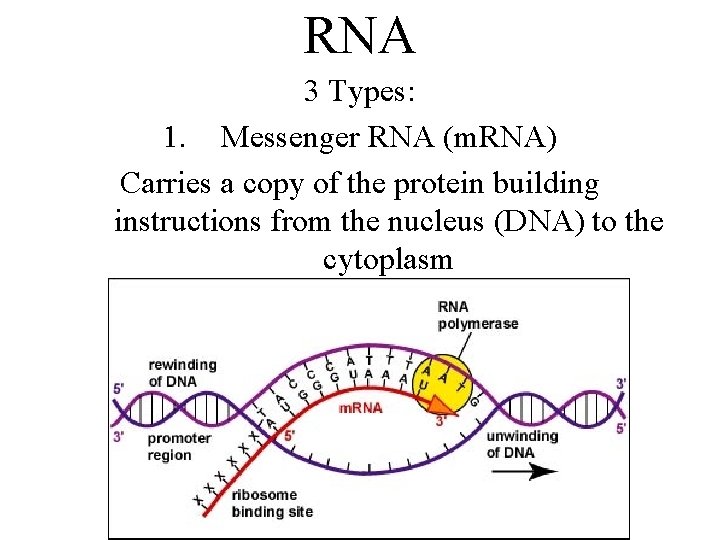 RNA 3 Types: 1. Messenger RNA (m. RNA) Carries a copy of the protein