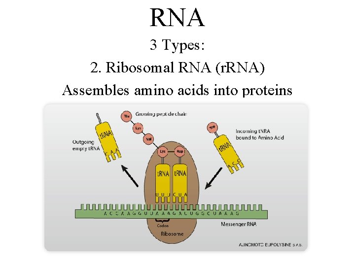 RNA 3 Types: 2. Ribosomal RNA (r. RNA) Assembles amino acids into proteins 