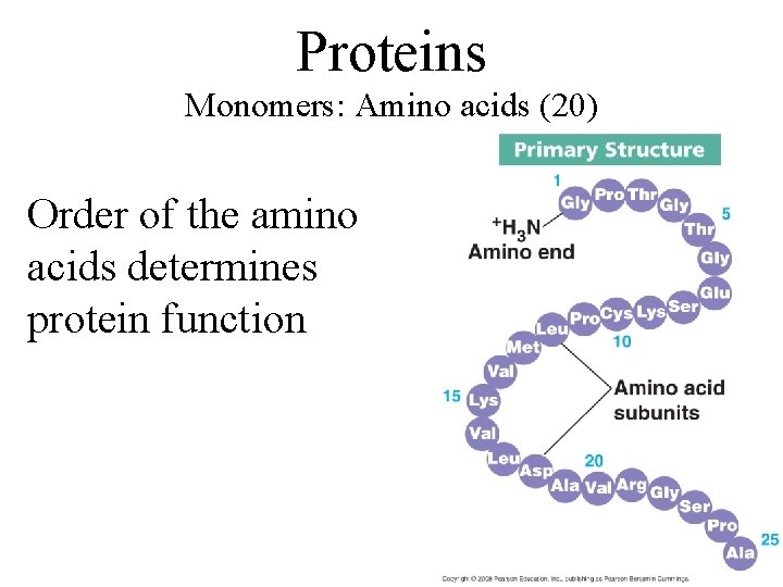 Proteins Monomers: Amino acids (20) Order of the amino acids determines protein function 