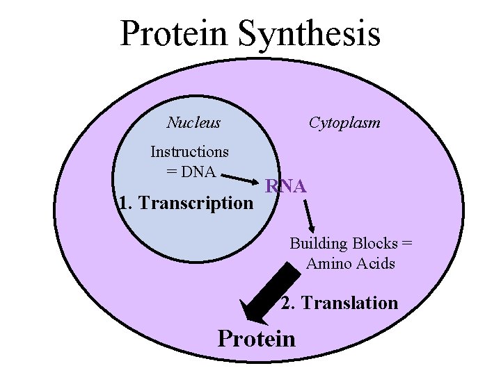 Protein Synthesis Nucleus Instructions = DNA 1. Transcription Cytoplasm RNA Building Blocks = Amino