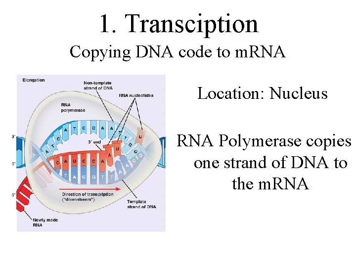 1. Transciption Copying DNA code to m. RNA Location: Nucleus RNA Polymerase copies one