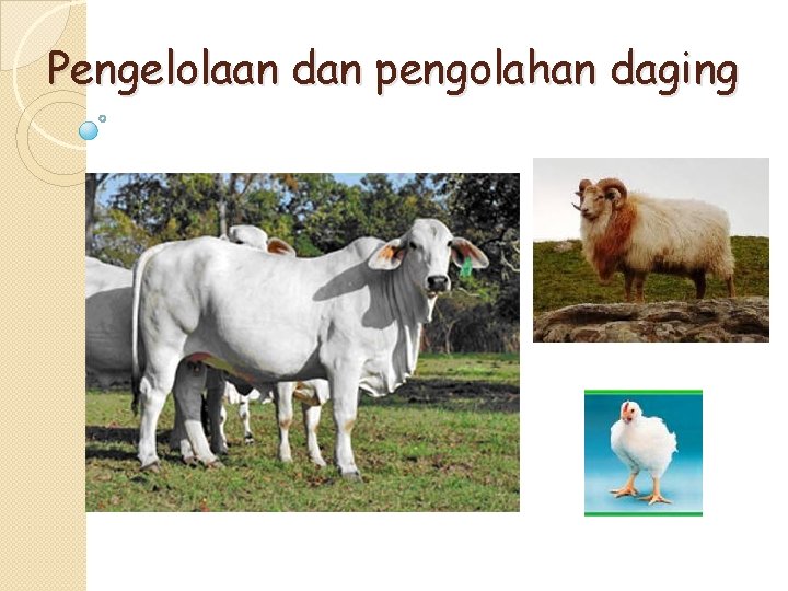 Pengelolaan dan pengolahan daging 