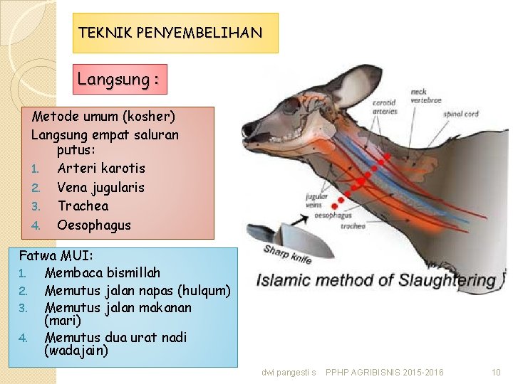 TEKNIK PENYEMBELIHAN Langsung : Metode umum (kosher) Langsung empat saluran putus: 1. Arteri karotis