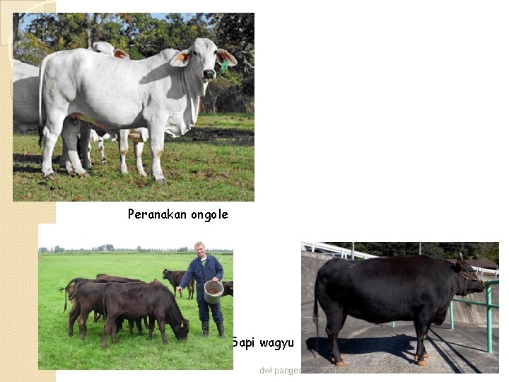 Peranakan ongole Sapi wagyu dwi pangesti s PPHP AGRIBISNIS 2015 -2016 24 