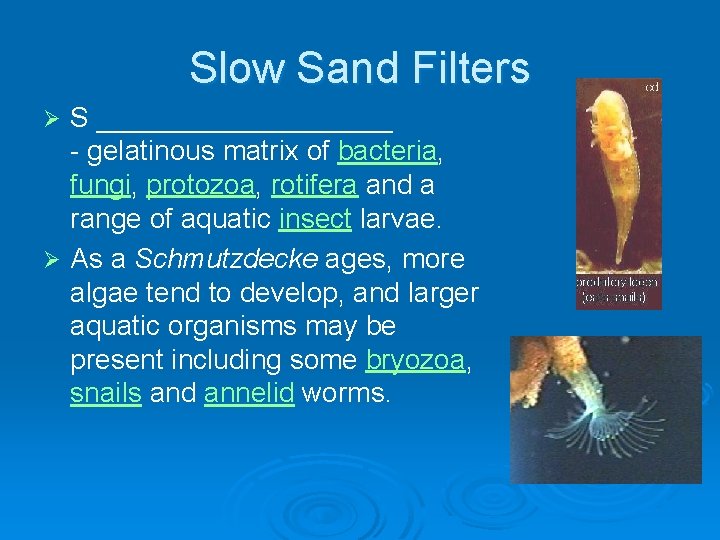 Slow Sand Filters S __________ - gelatinous matrix of bacteria, fungi, protozoa, rotifera and