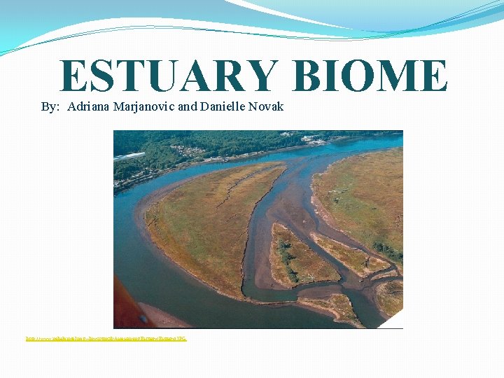 ESTUARY BIOME By: Adriana Marjanovic and Danielle Novak http: //www. nehalemtel. net/~lnwcouncil/Assessment/Estuary 1. JPG