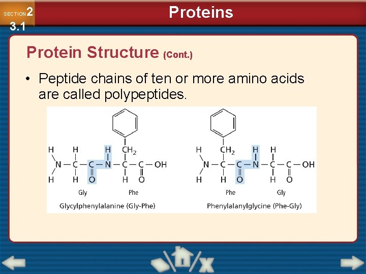 2 3. 1 SECTION Proteins Protein Structure (Cont. ) • Peptide chains of ten