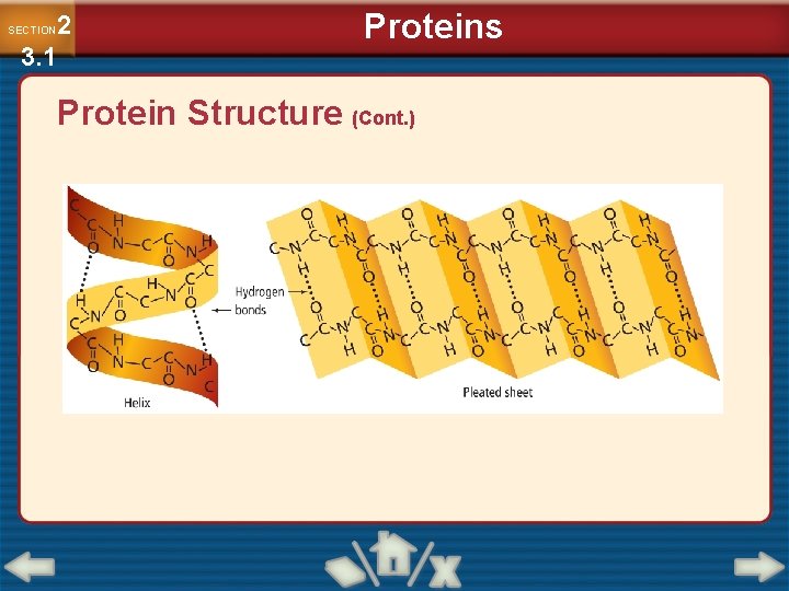 2 3. 1 SECTION Proteins Protein Structure (Cont. ) 