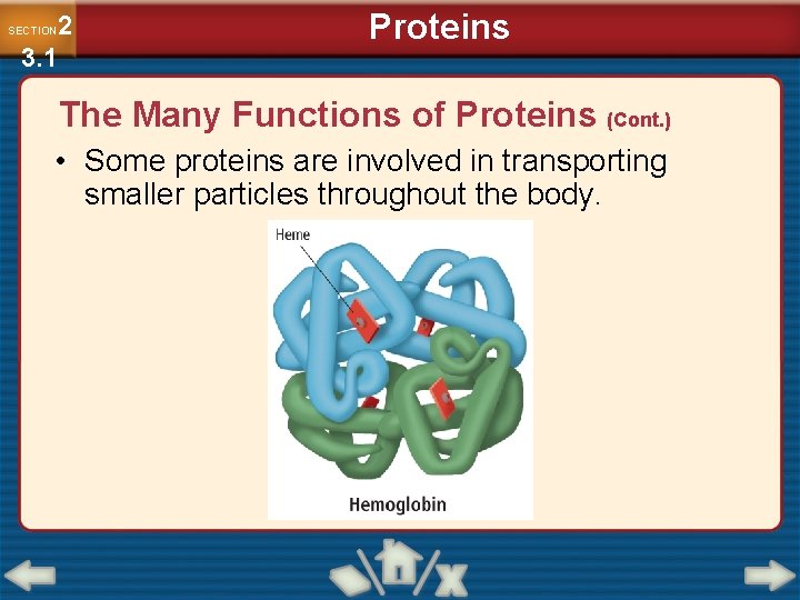 2 3. 1 SECTION Proteins The Many Functions of Proteins (Cont. ) • Some