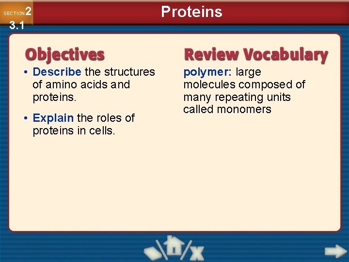 2 3. 1 SECTION • Describe the structures of amino acids and proteins. •