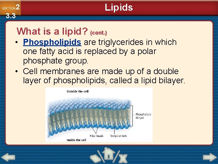 2 3. 3 SECTION Lipids What is a lipid? (cont. ) • Phospholipids are