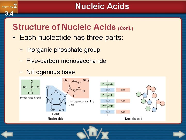 Nucleic Acids 2 3. 4 SECTION Structure of Nucleic Acids (Cont. ) • Each