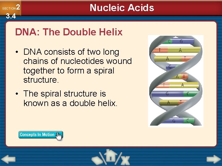 2 3. 4 SECTION Nucleic Acids DNA: The Double Helix • DNA consists of
