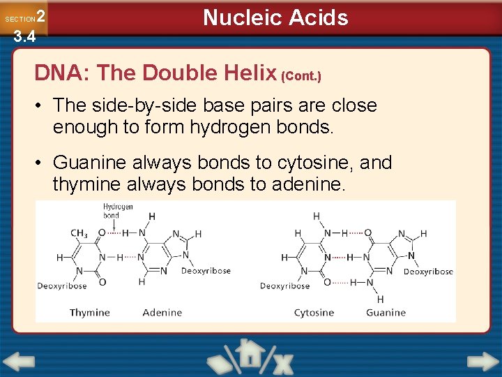 2 3. 4 SECTION Nucleic Acids DNA: The Double Helix (Cont. ) • The