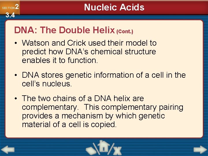 2 3. 4 SECTION Nucleic Acids DNA: The Double Helix (Cont. ) • Watson