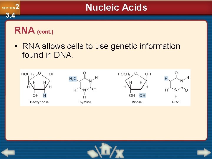 2 3. 4 SECTION Nucleic Acids RNA (cont. ) • RNA allows cells to