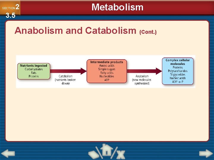 2 3. 5 SECTION Metabolism Anabolism and Catabolism (Cont. ) 