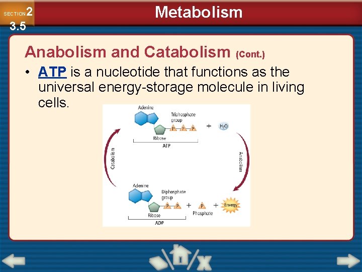 2 3. 5 SECTION Metabolism Anabolism and Catabolism (Cont. ) • ATP is a