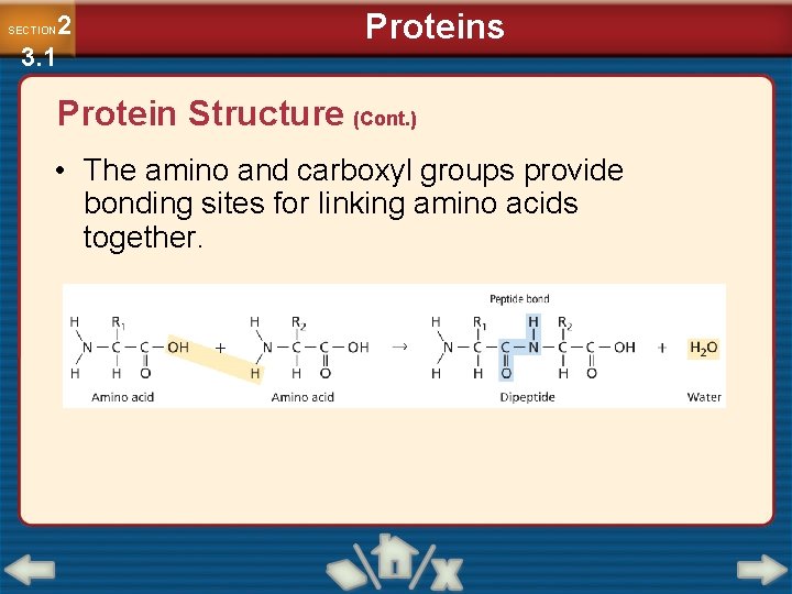 2 3. 1 SECTION Proteins Protein Structure (Cont. ) • The amino and carboxyl