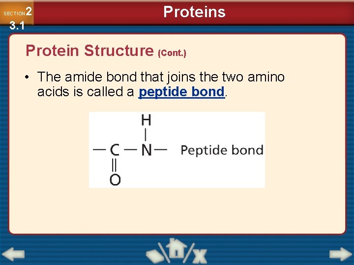 2 3. 1 SECTION Proteins Protein Structure (Cont. ) • The amide bond that