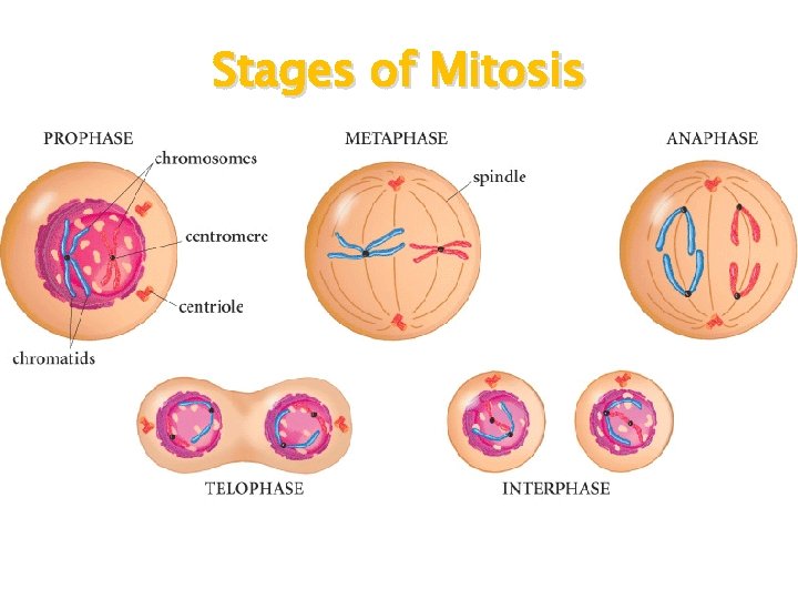 Stages of Mitosis 