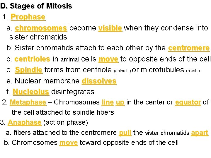 D. Stages of Mitosis 1. Prophase a. chromosomes become visible when they condense into