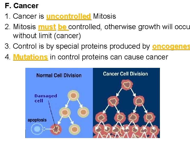 F. Cancer 1. Cancer is uncontrolled Mitosis 2. Mitosis must be controlled, otherwise growth