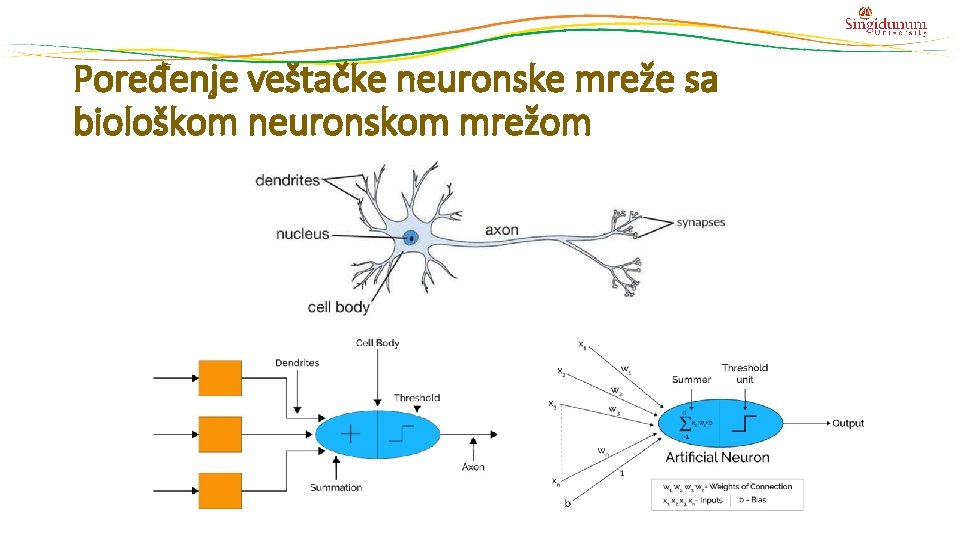 Poređenje veštačke neuronske mreže sa biološkom neuronskom mrežom Poređenje veštačke neuronske mreže sa biološkom neuronskom mrežom