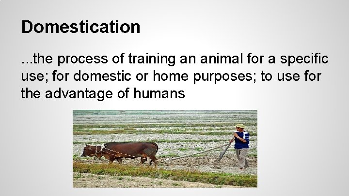 Domestication. . . the process of training an animal for a specific use; for Domestication. . . the process of training an animal for a specific use; for