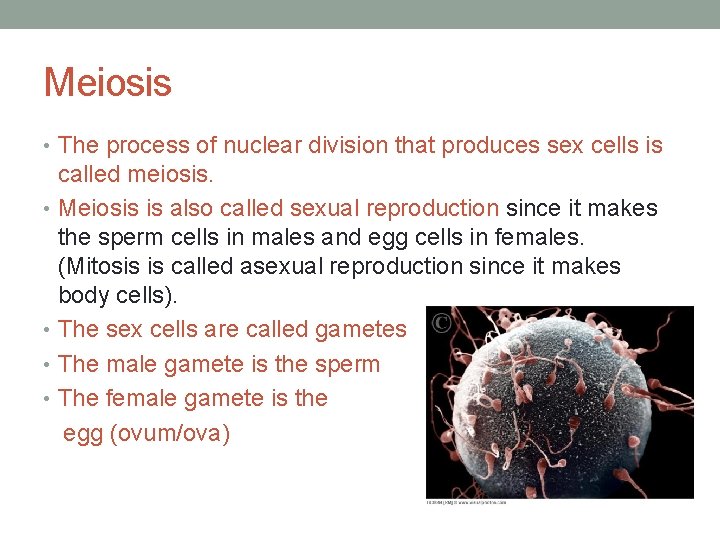 Meiosis • The process of nuclear division that produces sex cells is called meiosis.