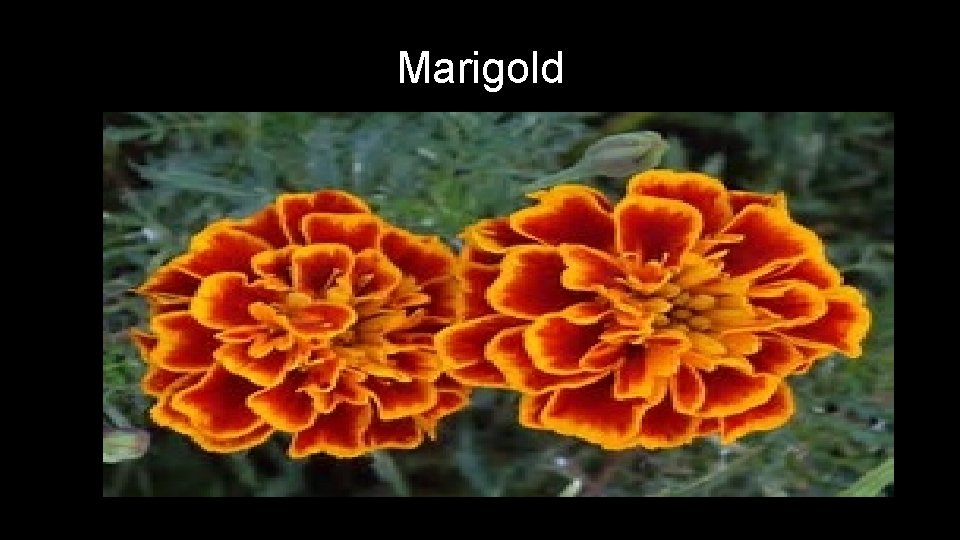 Marigold 