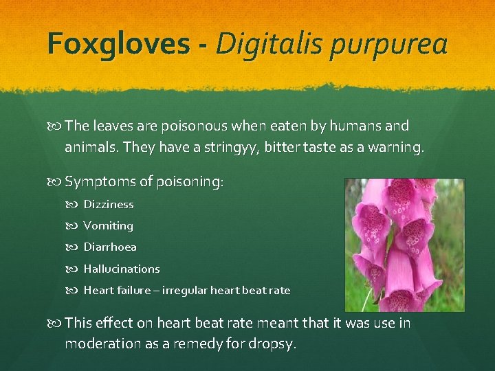 Foxgloves - Digitalis purpurea The leaves are poisonous when eaten by humans and animals. Foxgloves - Digitalis purpurea The leaves are poisonous when eaten by humans and animals.