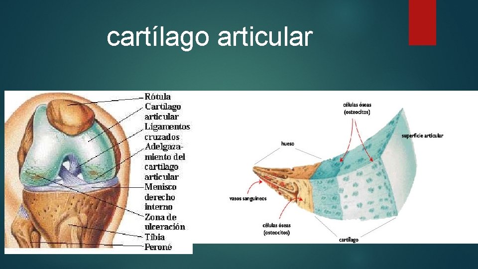 cartílago articular 