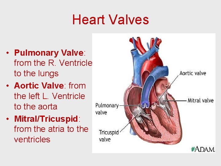 Heart Valves • Pulmonary Valve: from the R. Ventricle to the lungs • Aortic