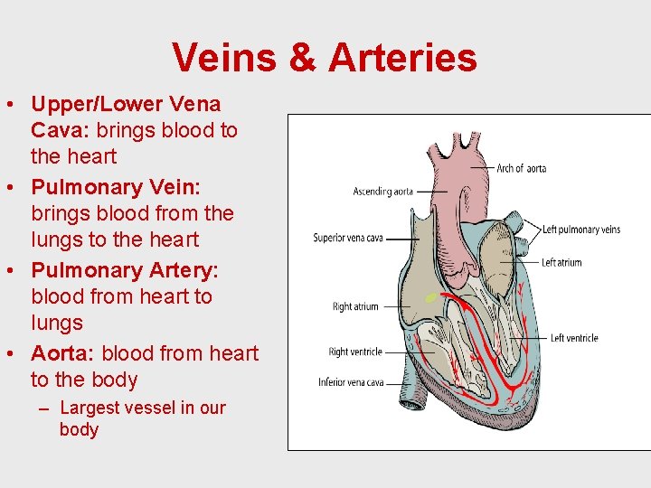 Veins & Arteries • Upper/Lower Vena Cava: brings blood to the heart • Pulmonary