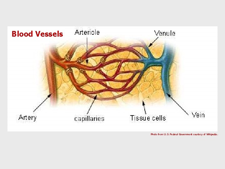 Blood Vessels Photo from U. S. Federal Government courtesy of Wikipedia. 