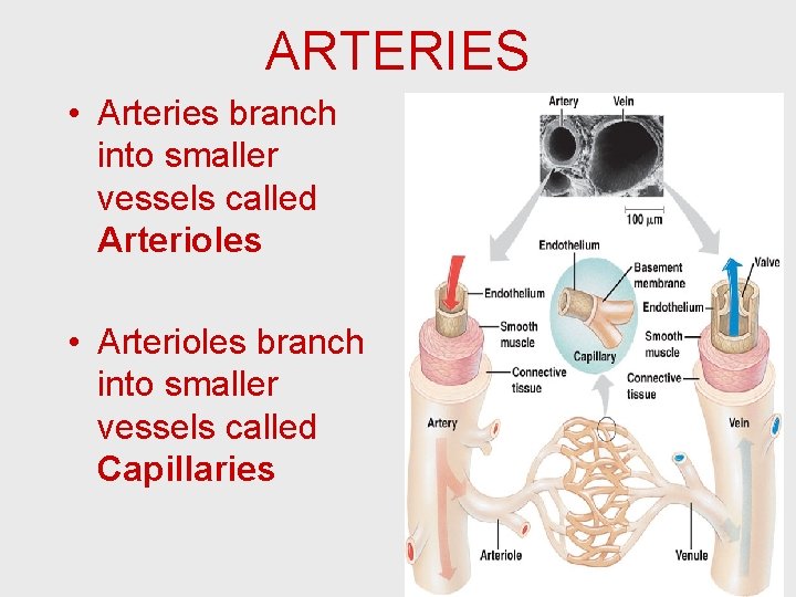 ARTERIES • Arteries branch into smaller vessels called Arterioles • Arterioles branch into smaller