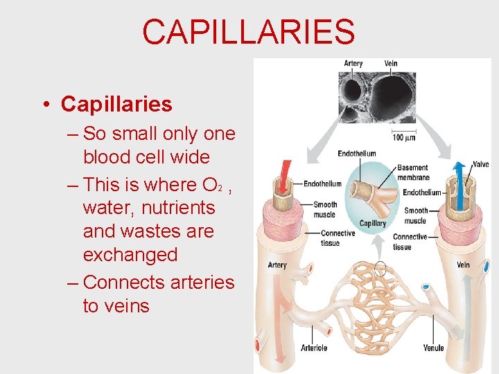 CAPILLARIES • Capillaries – So small only one blood cell wide – This is