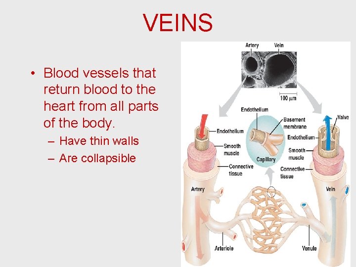 VEINS • Blood vessels that return blood to the heart from all parts of