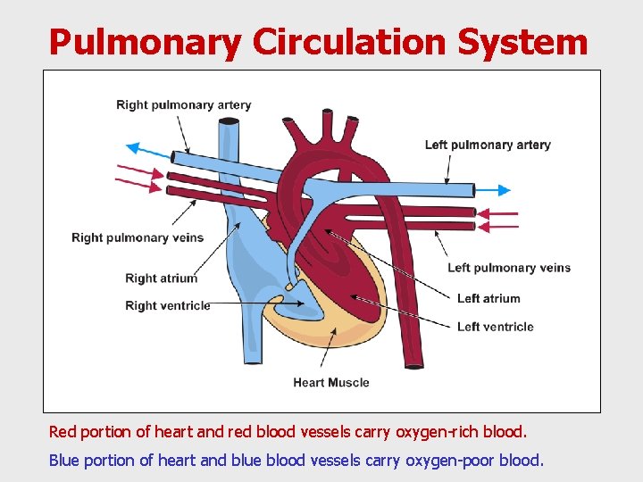 Pulmonary Circulation System Red portion of heart and red blood vessels carry oxygen-rich blood.
