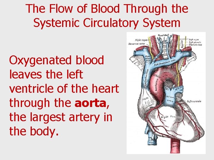 The Flow of Blood Through the Systemic Circulatory System Oxygenated blood leaves the left