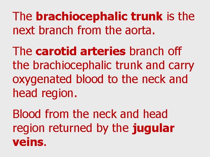 The brachiocephalic trunk is the next branch from the aorta. The carotid arteries branch