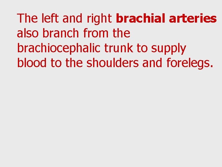 The left and right brachial arteries also branch from the brachiocephalic trunk to supply