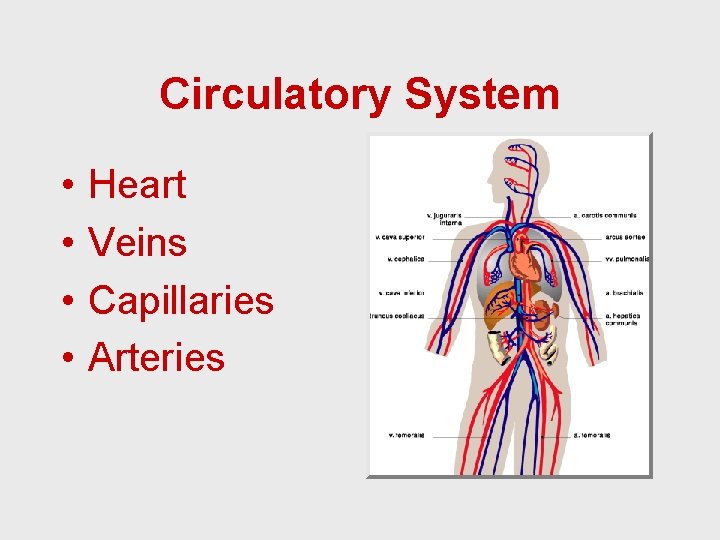 Circulatory System • • Heart Veins Capillaries Arteries 